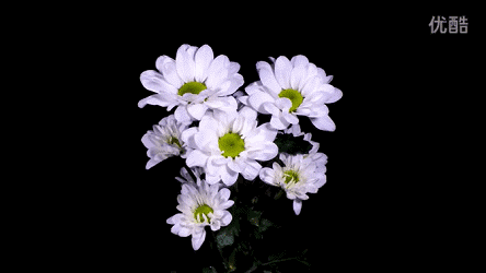 听见,彼岸花落的声音