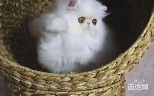 台州猫舍出售波斯幼猫 驱过虫打过疫苗健康有保障