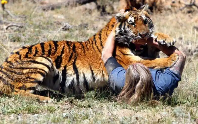 全球最凶残的老虎,10年连续吃掉436人,击毙后才知其吃人真相