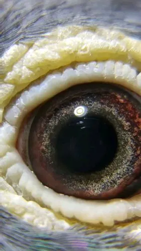 漂亮的超远程种鸽眼睛欣赏