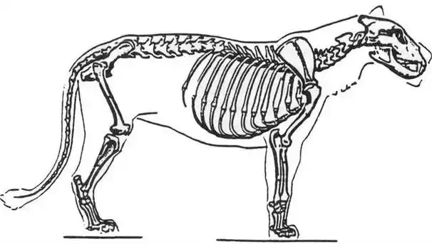 我们能够看到,尽管老虎比猫咪的骨骼要