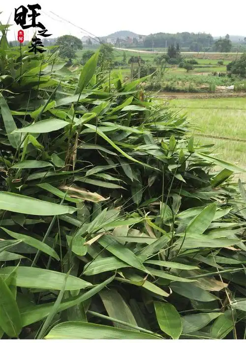 粽叶新鲜箬叶100片真空包装包粽子野生鲜叶粽粑天然芦苇叶粽叶100片送