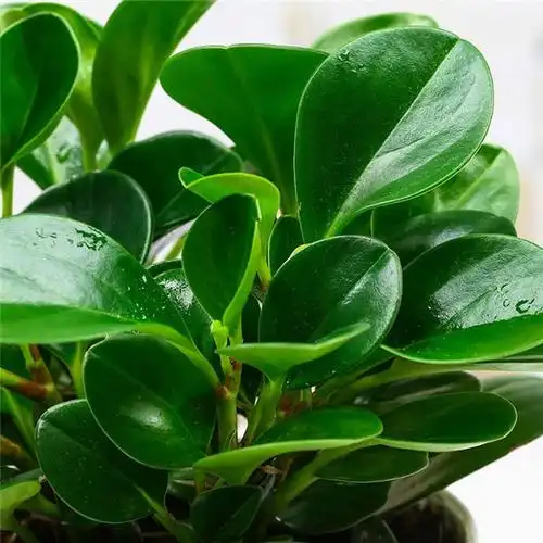 碧玉花可以水养吗 碧玉花水培方法和注意事项有哪些呢