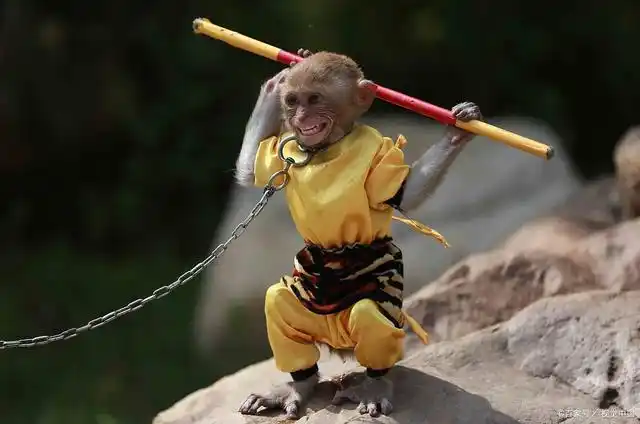 六耳猕猴是一种活泼可爱的动物,它们通常生活在森林中,也可以在家中