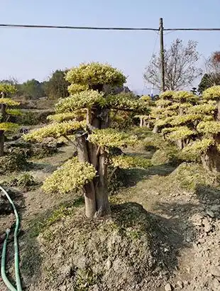 金姬水蜡_金姬水蜡_浏阳市绿荫园林|浏阳造型红继木|浏阳小叶女贞