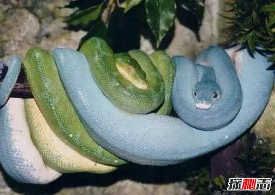 蓝蛇是什么蛇,价值330万的变异蓝化绿树蟒(视频图片)
