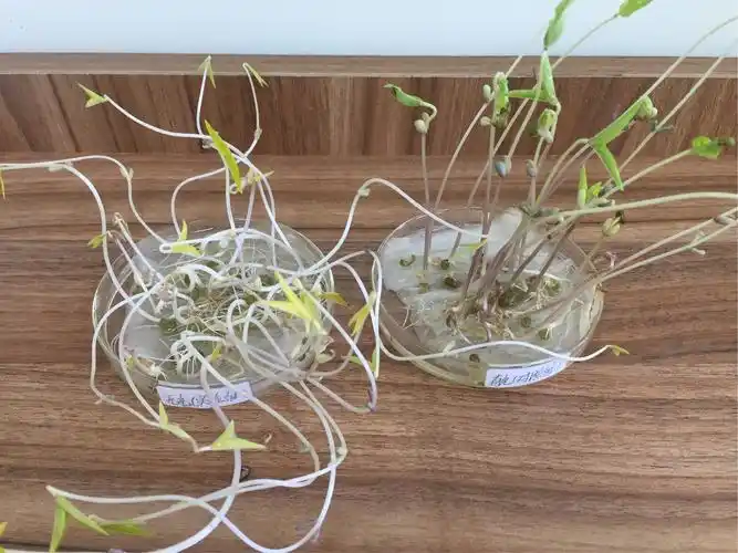 绿豆种子发芽生长观察日志