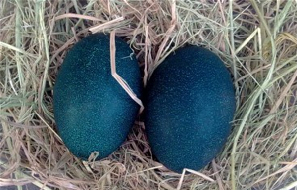 1/6 农村一小伙捡到墨色蛋,用处多多,你知道这是什么蛋吗?