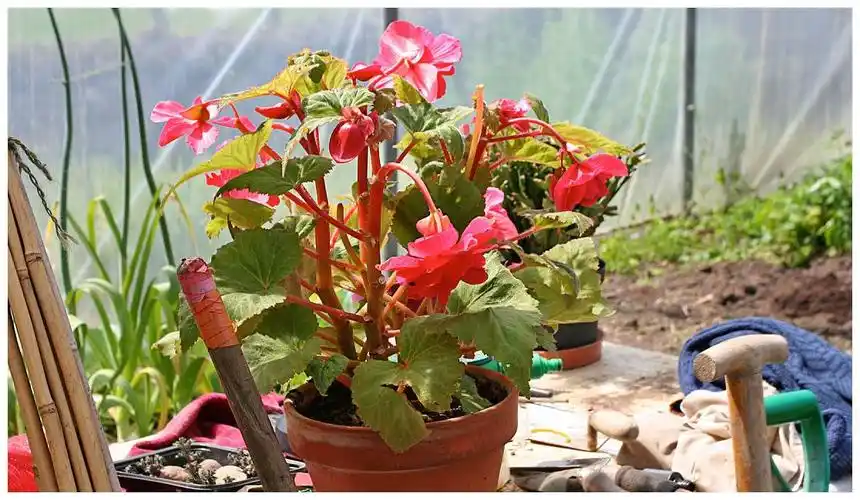 秋海棠花(秋海棠花怎么养家庭养法)