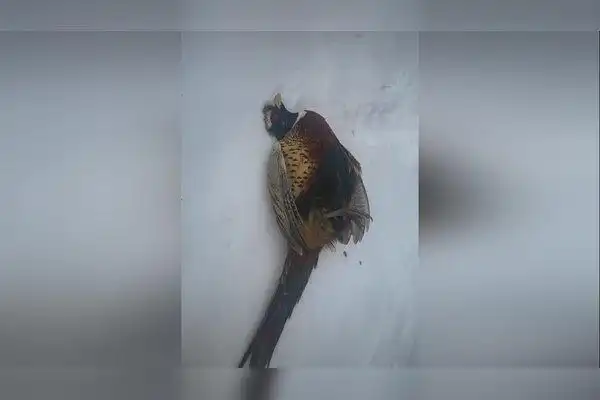 在小区里遇到一只野鸡竞直飞过来撞玻璃上死掉了