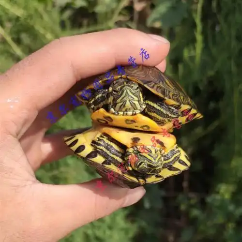 天弗黄耳龟乌龟活物小乌龟活体宠物深水龟黄头龟黄耳龟观赏龟吃鱼粪便