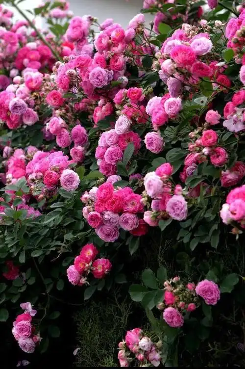 蔷薇花主题壁纸:高清护眼,唯美小清新