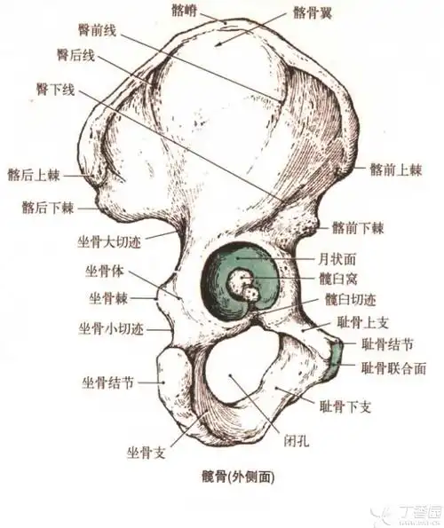 患者受伤前肌力正常,没有腰痛病史,坐骨神经来自l4～l5和s1～s3神经根