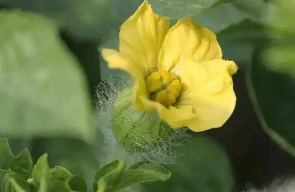 西甜瓜开花坐瓜期这些细节得注意?