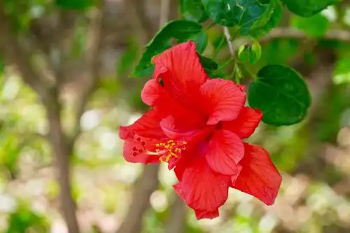 美丽的重瓣朱槿