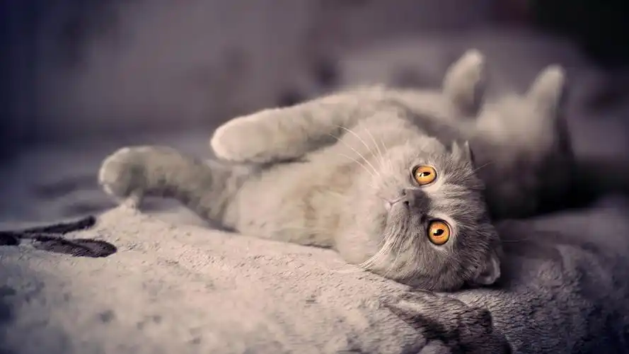 英国短毛猫睡在床上 壁纸 - 1600x900