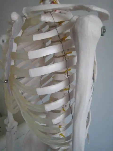 仿真人体骨骼模型170cm|人体骨架模型|骨骼教学模型