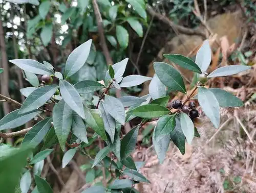 赤楠,庭院风景树,可盆栽观赏.