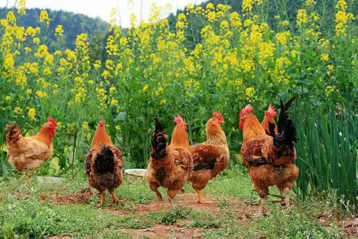 肉质鲜美高邮湖纯天然散养土鸡