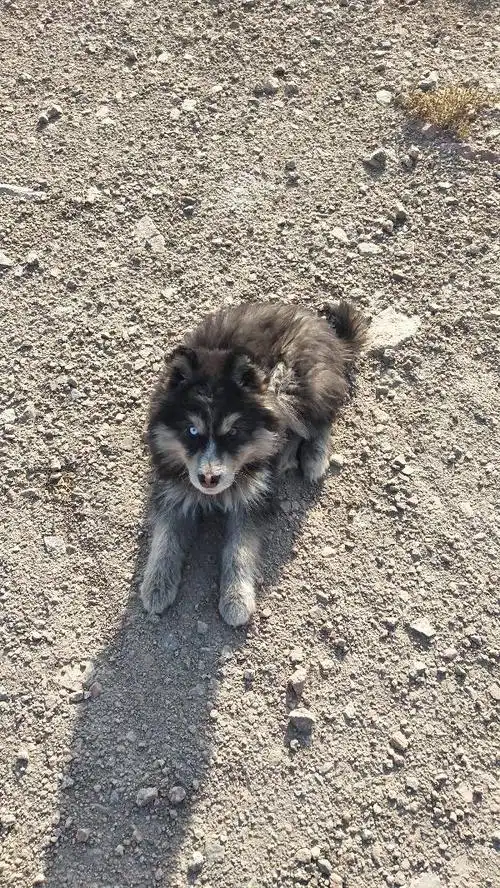 今天朋友刚送过来的狗 他说是阿拉斯加 我怎么感觉是个串串!