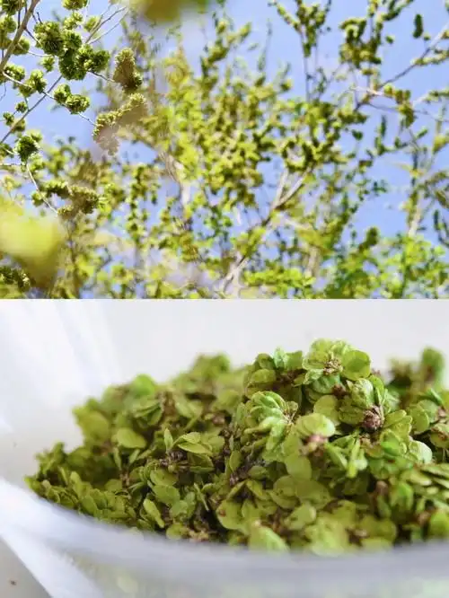 零失误榆钱饭简易教程