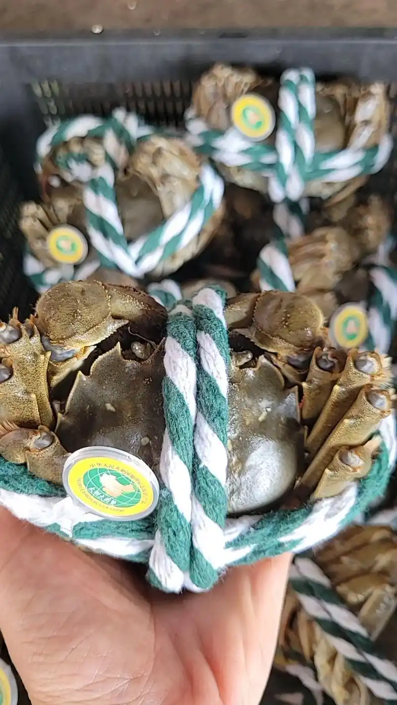 广东湛江霞山水产批发市场 g16号档专做精品大闸蟹批发零 - 抖音