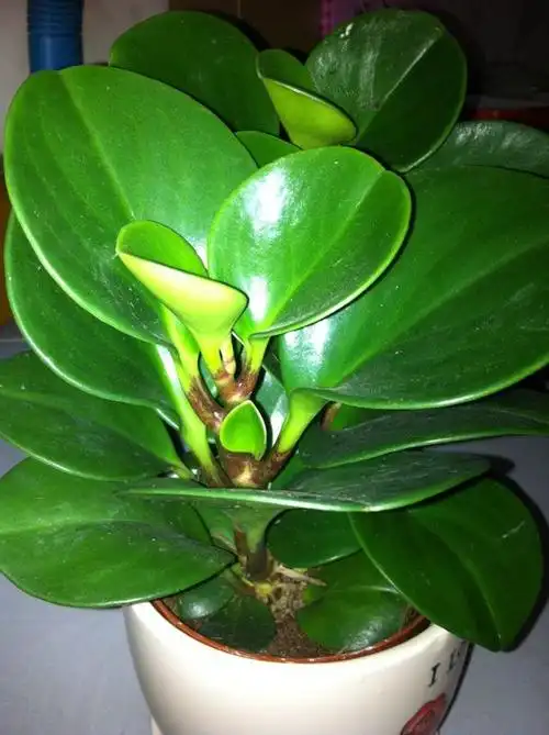 这是什么防辐射植物?如何养护?