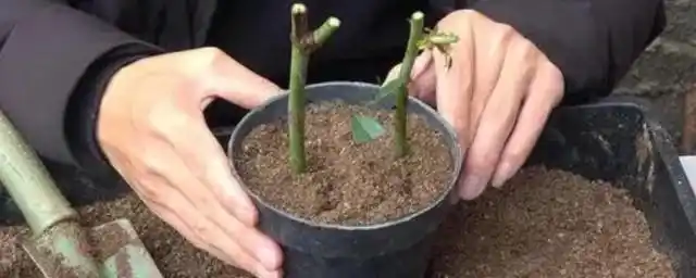 是蔷薇科蔷薇属常绿或半常绿低矮灌木,月季花的繁殖方式较多,有嫁接