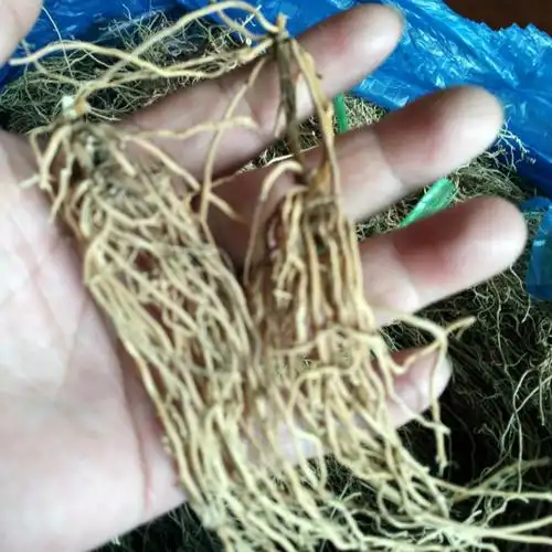 娃儿藤老公须白龙须七层楼根 风-湿-腰-痛健脾胃煲汤料