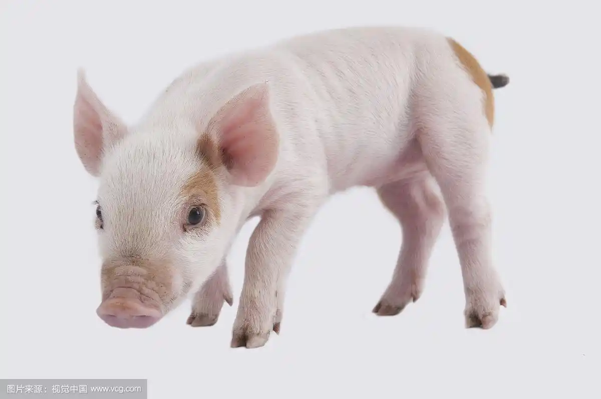 猪,动物