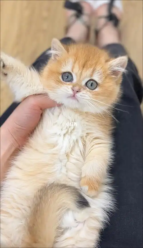 12色金渐层妹妹