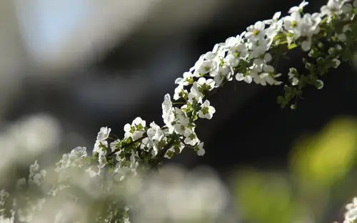 唯美雪柳植物花卉摄影高清桌面壁纸