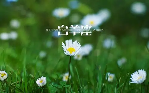 十二星座白羊座图片壁纸下载创意设计创意图片十二星座白羊座唯美win7