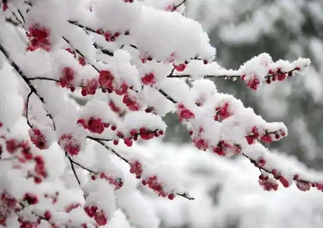 雪花爱梅花