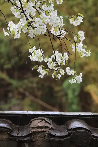 雨中魏园 梨花带雨