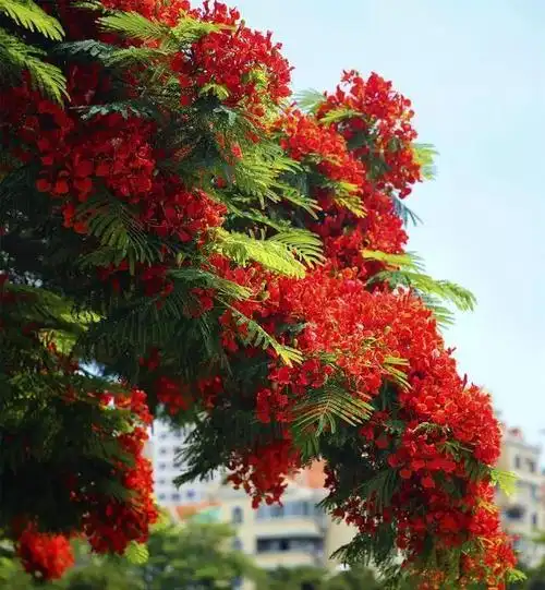 世界名树凤凰树