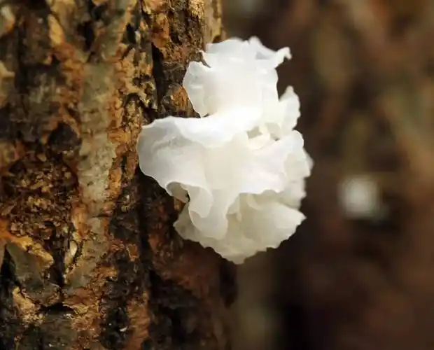 八零后夫妻独居深山五年培育出了世界上最好的银耳不夸张有图为证