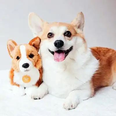 柯基可爱头像图片超清小短腿柯基犬头像大全