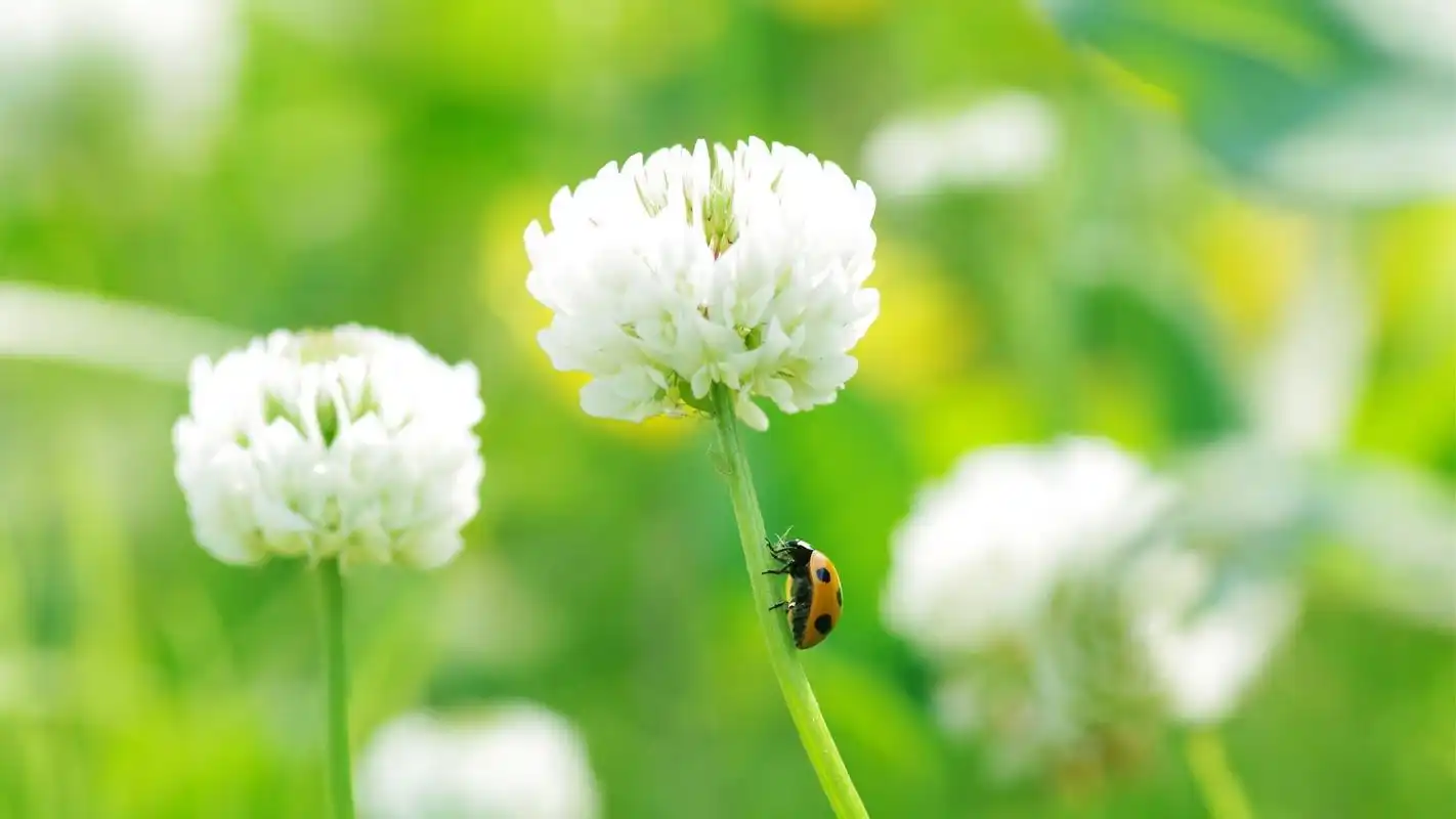 好看的绿色植物清新花卉护眼桌面壁纸高清图片