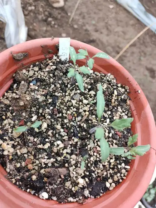 有菜友问苗子在哪里这几天长大了可以看出来了,不