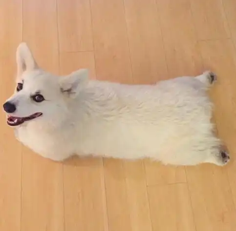 一只奶油色的柯基,长得魅惑又呆萌,看着就好想咬一口!