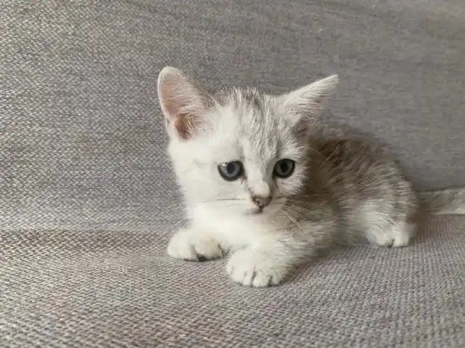 遵义本地英短美短银虎斑幼猫小猫咪,全部做好疫苗驱虫!