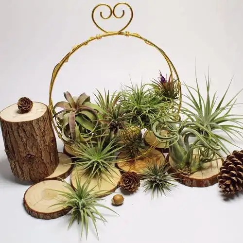 空气凤梨花篮铝线挂架组合创意支架书房玄关花架