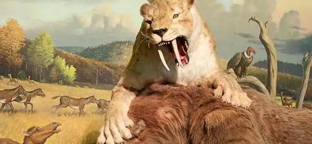 影视剧里面经常出现的剑齿虎形象,其原型大多都为"毁灭刃齿虎",主要