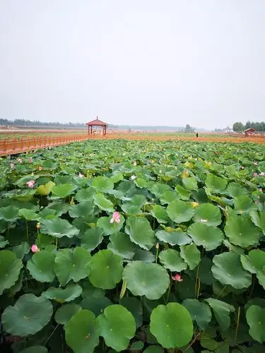 曹县万亩荷塘湿地公园