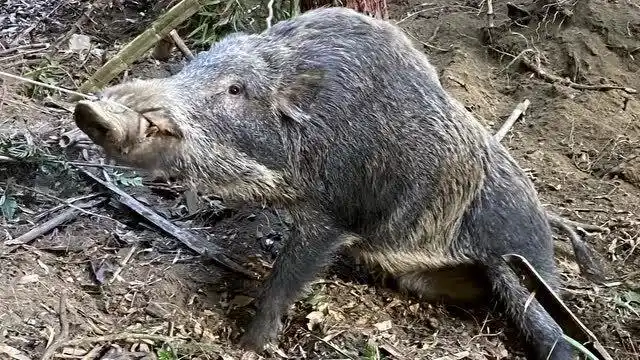 这么大一头野猪,鼻子套戴上也很无奈