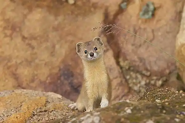 黄鼠狼属于几级保护动物-黄鼠狼属于几级保护动物,黄鼠狼,属于,几级