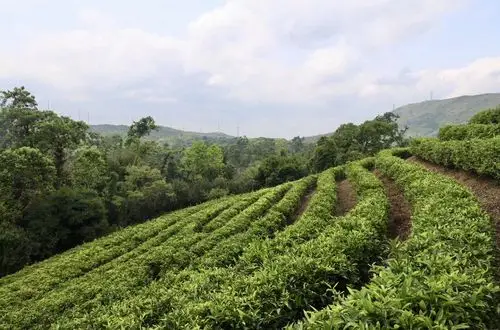深圳东部华侨城三洲茶园位置门票及看点介绍