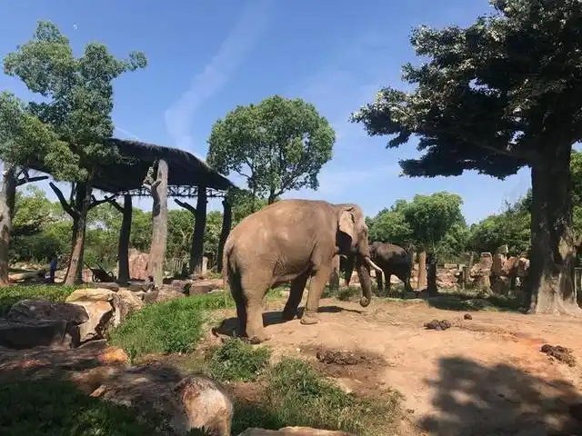 上海野生动物园,休闲度假好去处!