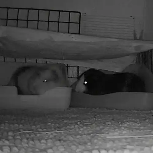 荷兰猪是怎么睡觉的2